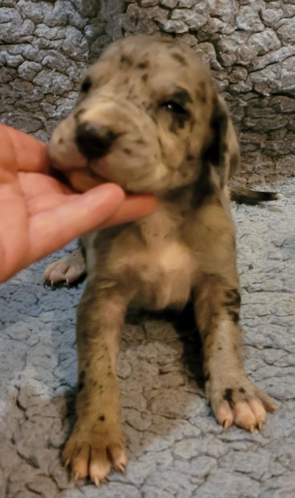 Des Terres Du Grazo - Chiot disponible  - Dogue allemand