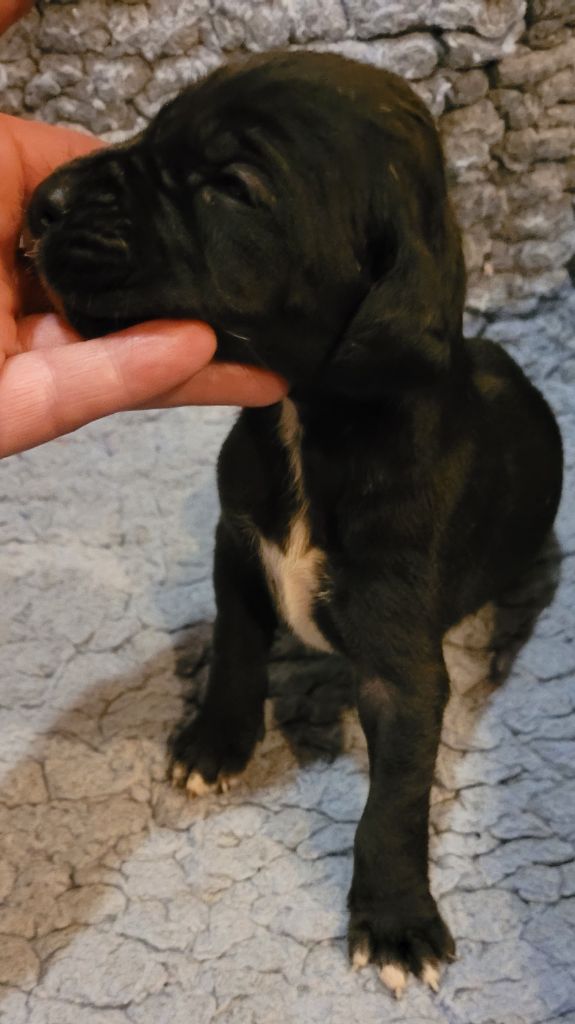 Des Terres Du Grazo - Chiot disponible  - Dogue allemand