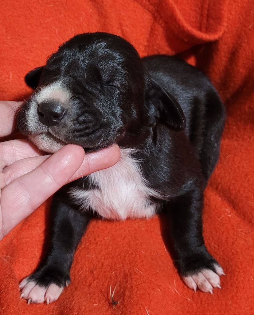 Des Terres Du Grazo - Chiot disponible  - Dogue allemand