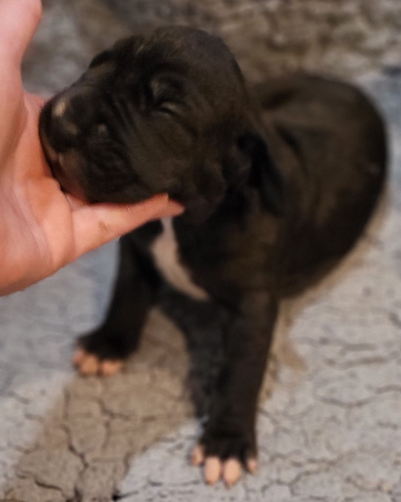 Des Terres Du Grazo - Chiot disponible  - Dogue allemand