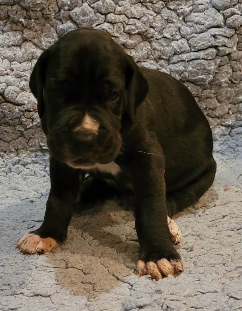 Des Terres Du Grazo - Chiot disponible  - Dogue allemand