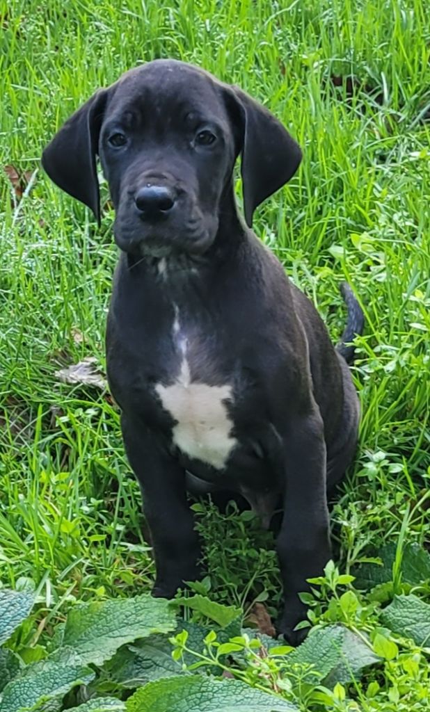 Des Terres Du Grazo - Chiot disponible  - Dogue allemand