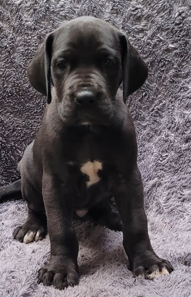 Des Terres Du Grazo - Chiot disponible  - Dogue allemand