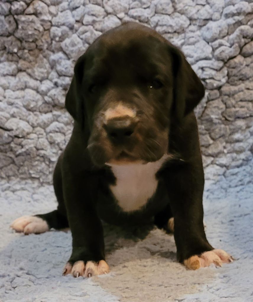 Des Terres Du Grazo - Chiot disponible  - Dogue allemand