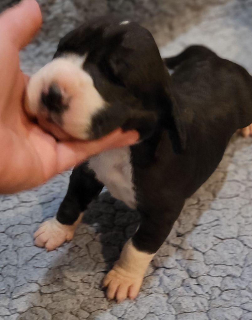 Des Terres Du Grazo - Chiot disponible  - Dogue allemand