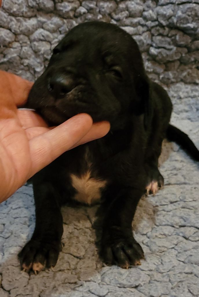 Des Terres Du Grazo - Chiot disponible  - Dogue allemand