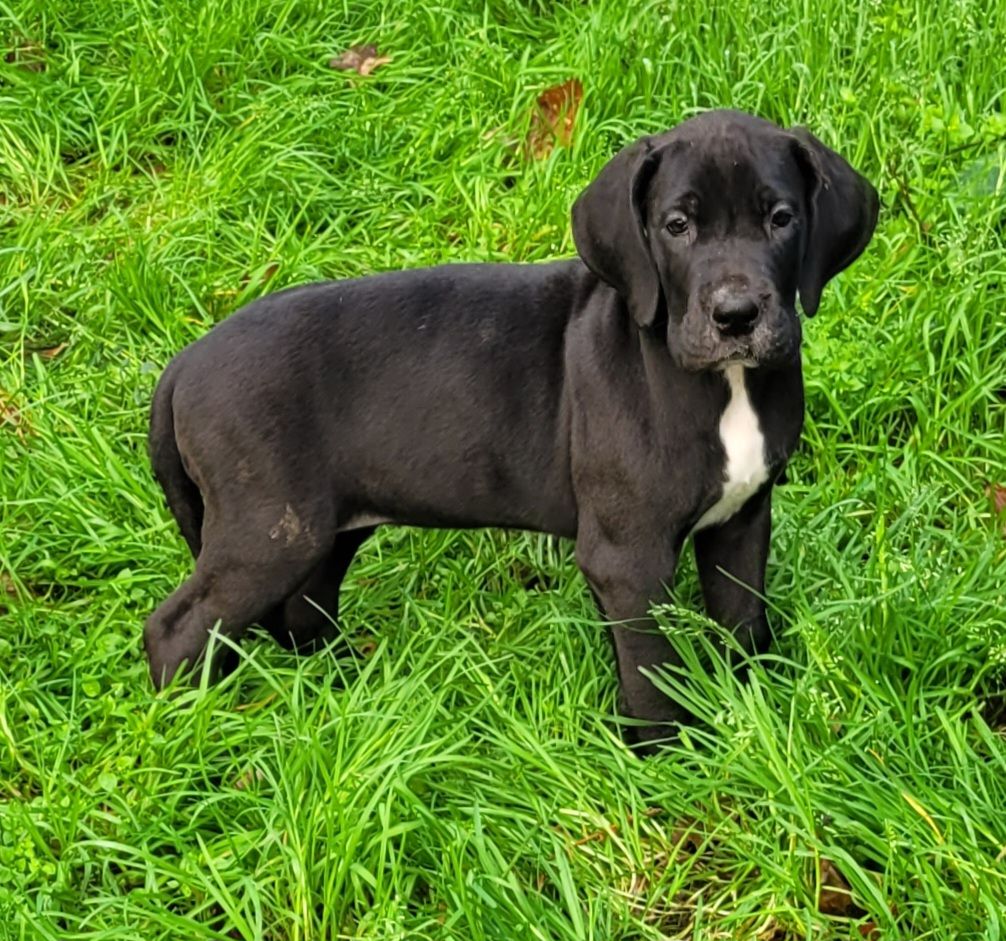 Des Terres Du Grazo - Chiot disponible  - Dogue allemand