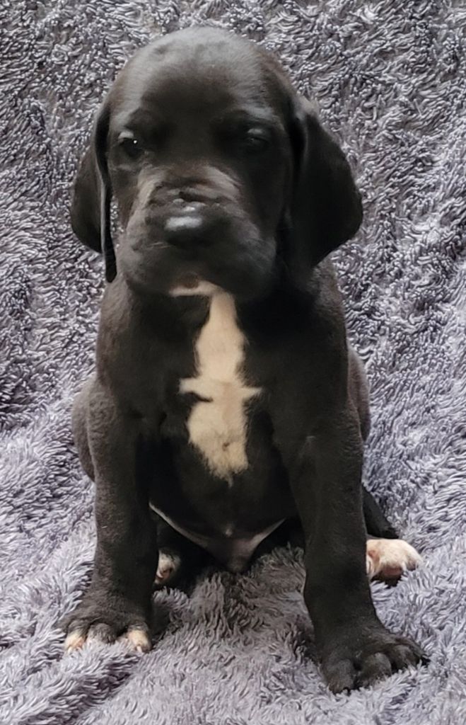 Des Terres Du Grazo - Chiot disponible  - Dogue allemand