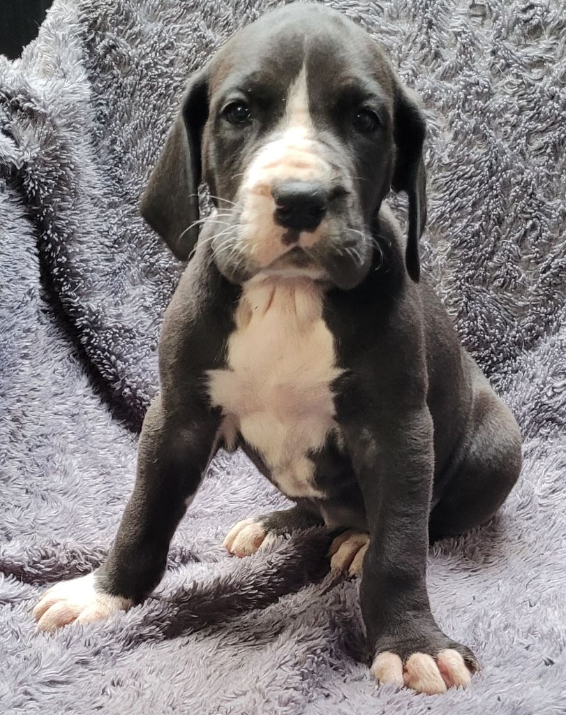 Des Terres Du Grazo - Chiot disponible  - Dogue allemand