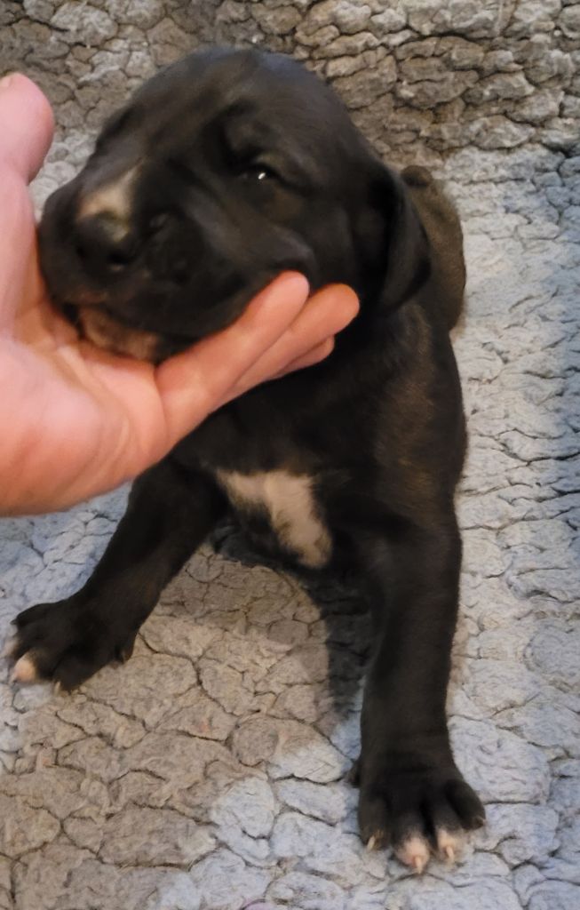 Des Terres Du Grazo - Chiot disponible  - Dogue allemand