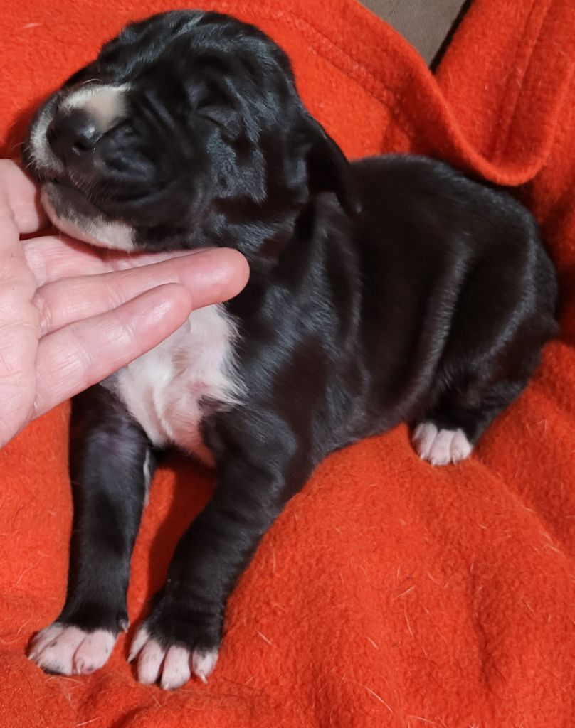 Des Terres Du Grazo - Chiot disponible  - Dogue allemand