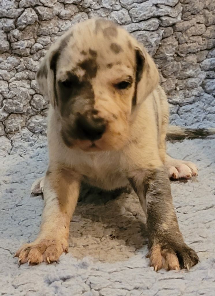 Des Terres Du Grazo - Chiot disponible  - Dogue allemand