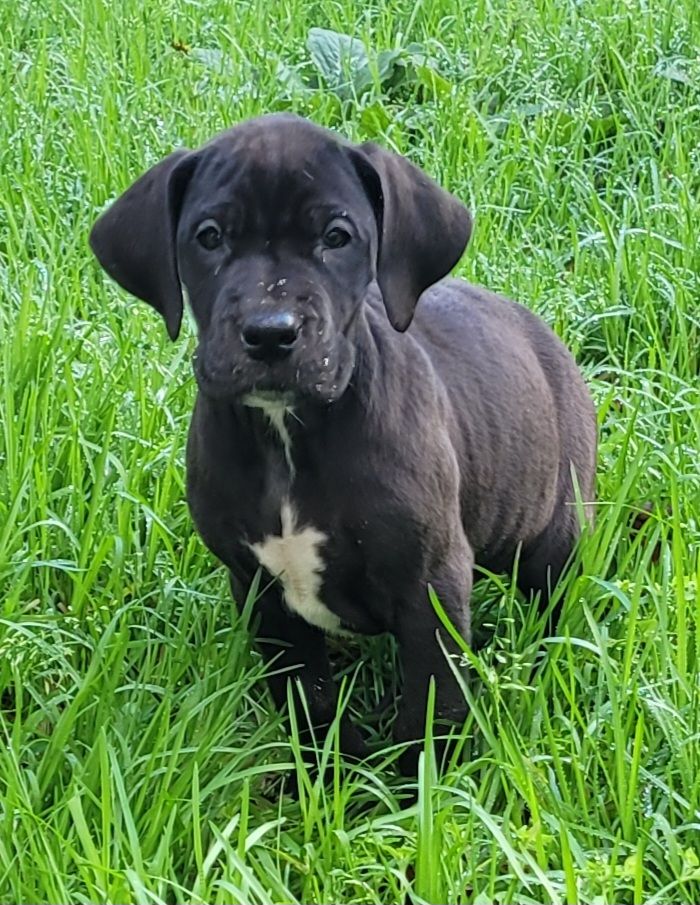 Des Terres Du Grazo - Chiot disponible  - Dogue allemand