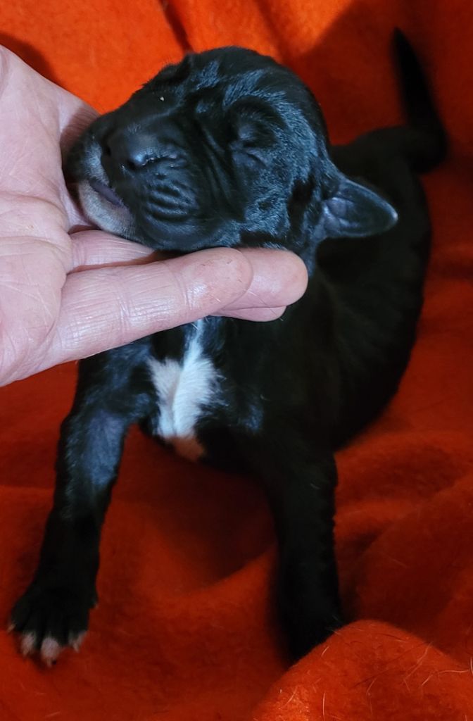 Des Terres Du Grazo - Chiot disponible  - Dogue allemand