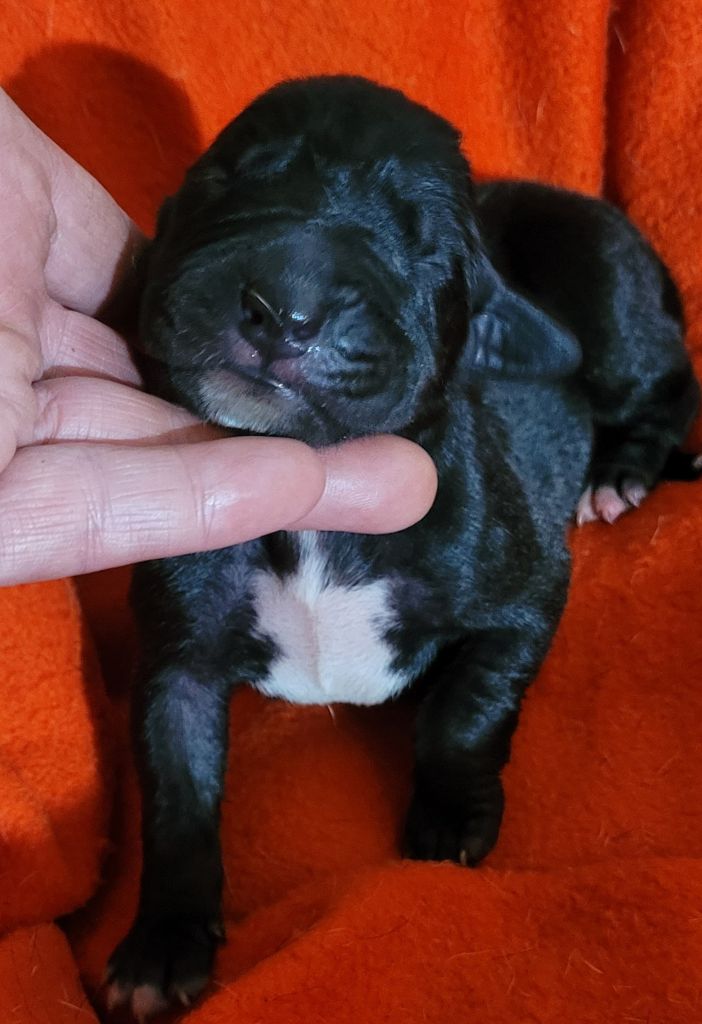 Des Terres Du Grazo - Chiot disponible  - Dogue allemand