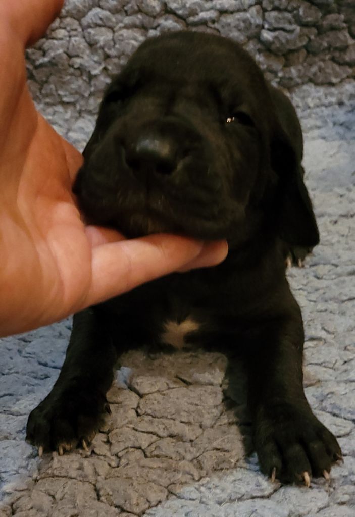 Des Terres Du Grazo - Chiot disponible  - Dogue allemand