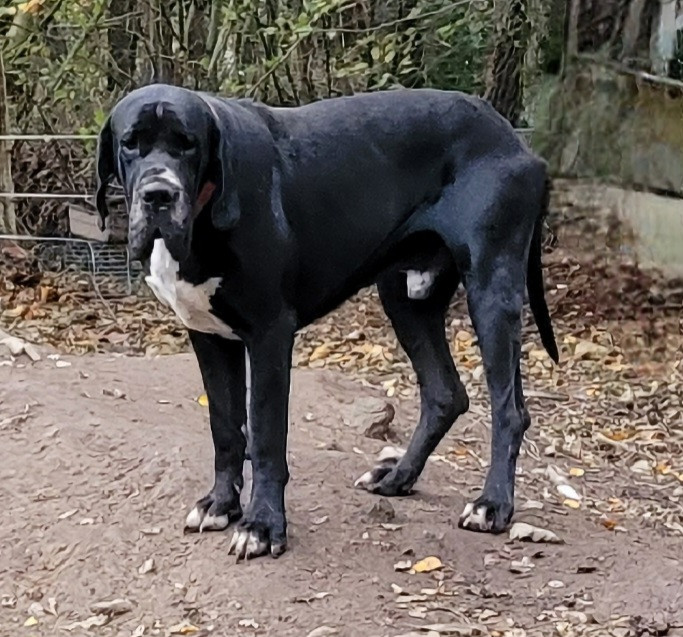 Sherkann Des Terres Du Grazo