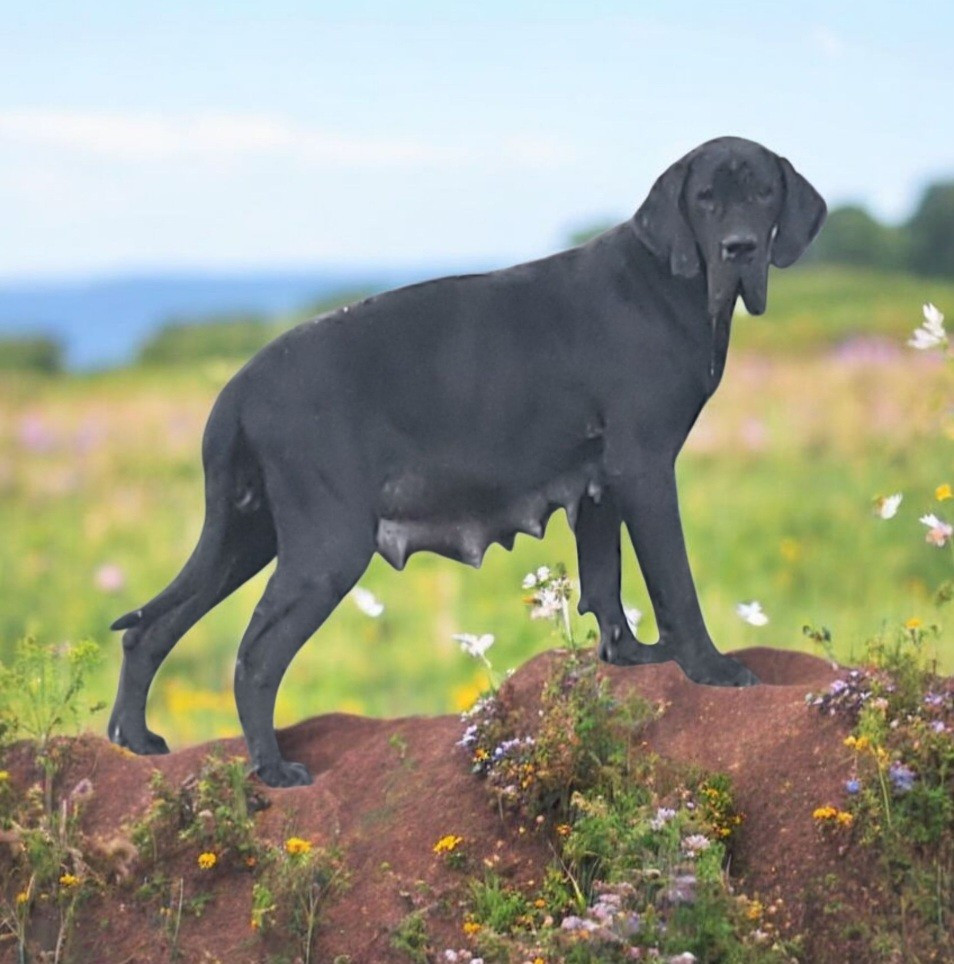 Udésia Des Terres Du Grazo