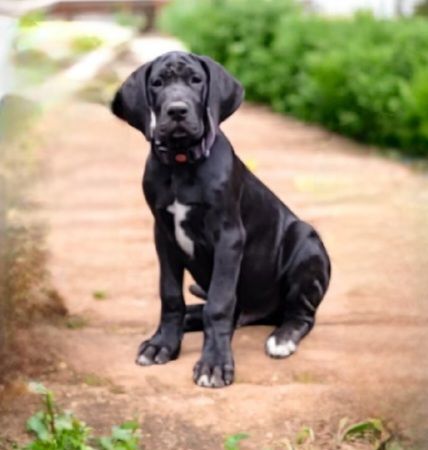 Des Terres Du Grazo - Chiots disponibles - Dogue allemand