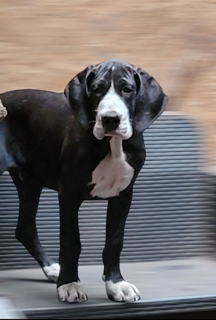 Des Terres Du Grazo - Chiots disponibles - Dogue allemand