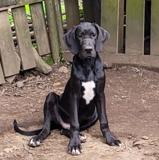 Des Terres Du Grazo - Chiots disponibles - Dogue allemand