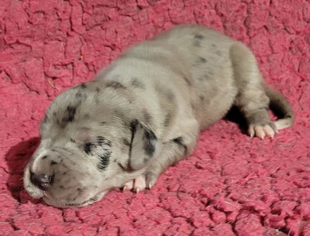 Des Terres Du Grazo - Chiots disponibles - Dogue allemand
