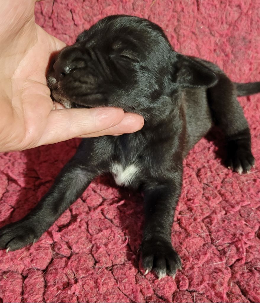 Des Terres Du Grazo - Chiots disponibles - Dogue allemand