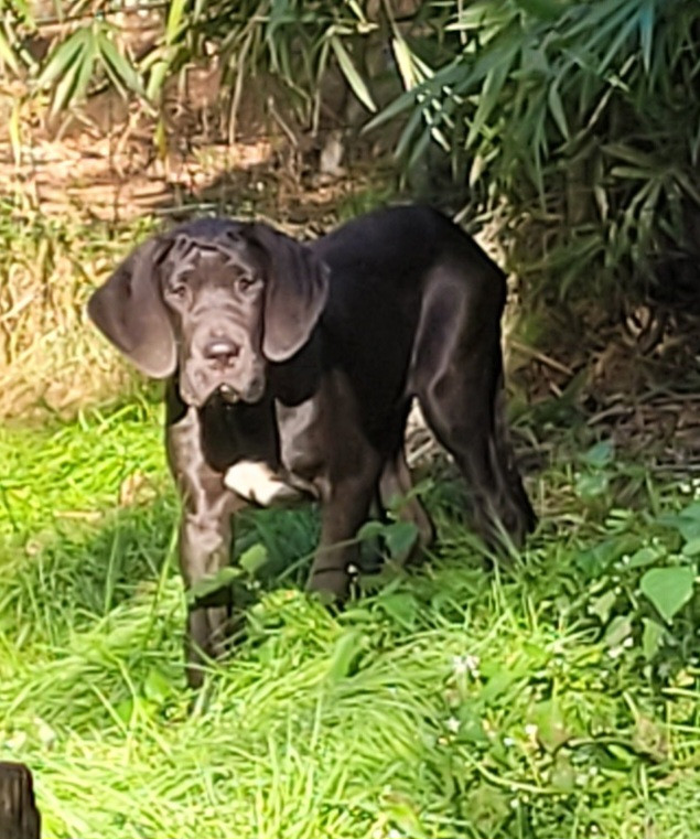 Des Terres Du Grazo - Chiots disponibles - Dogue allemand