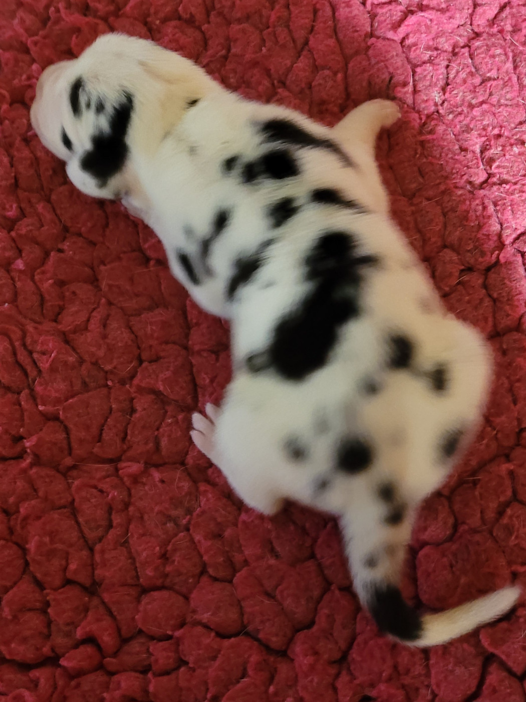 Des Terres Du Grazo - Chiots disponibles - Dogue allemand