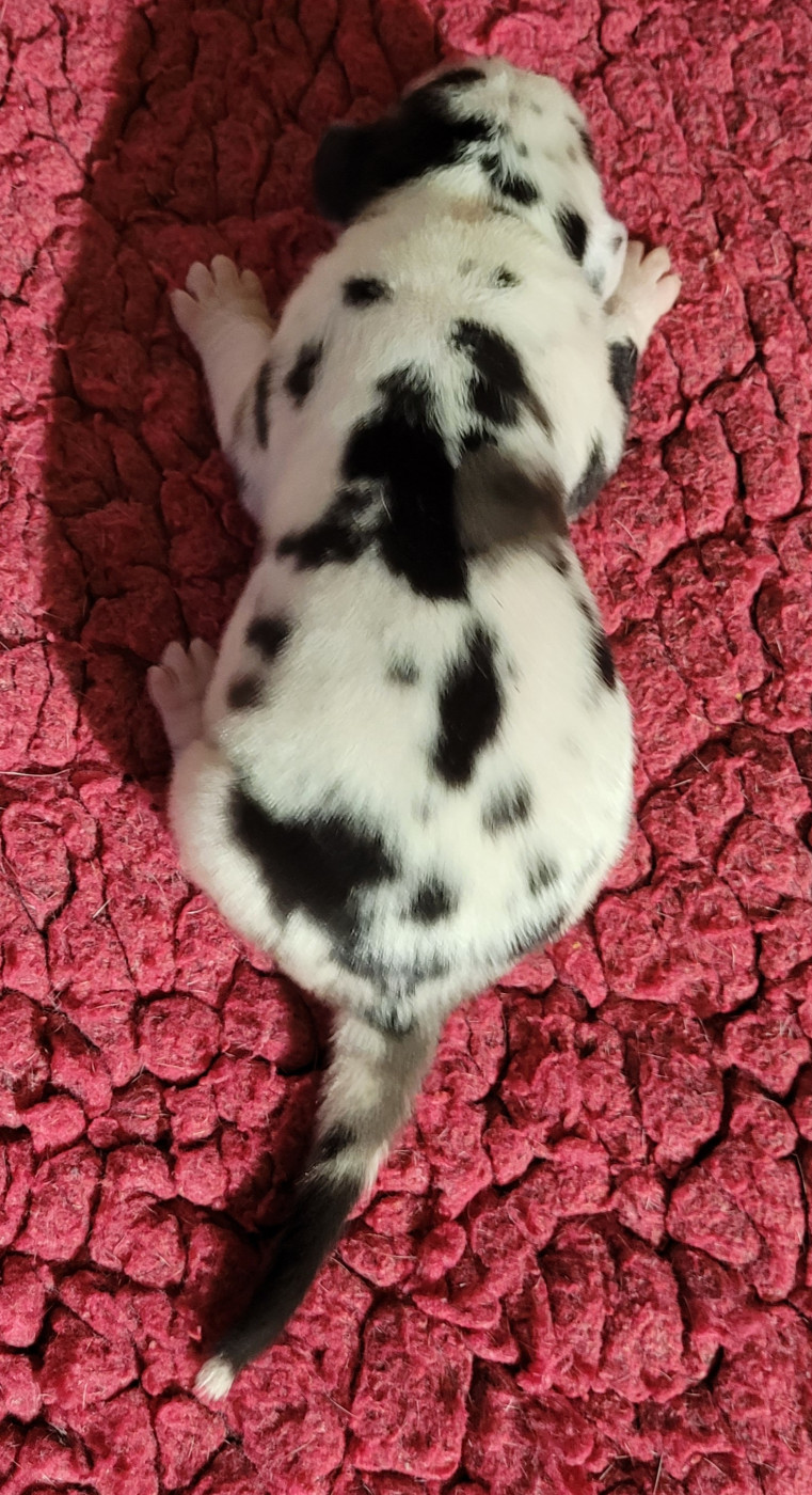 Des Terres Du Grazo - Chiots disponibles - Dogue allemand