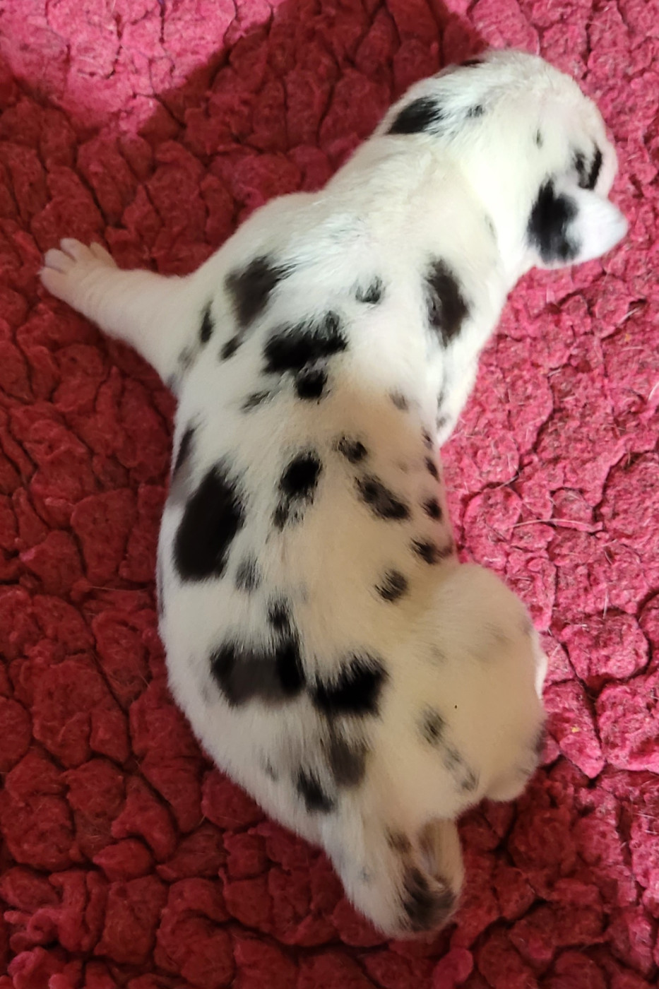 Des Terres Du Grazo - Chiots disponibles - Dogue allemand