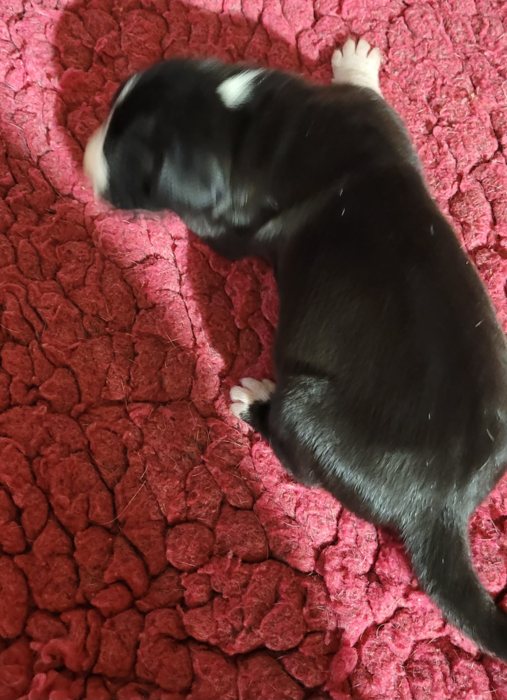 Des Terres Du Grazo - Chiots disponibles - Dogue allemand