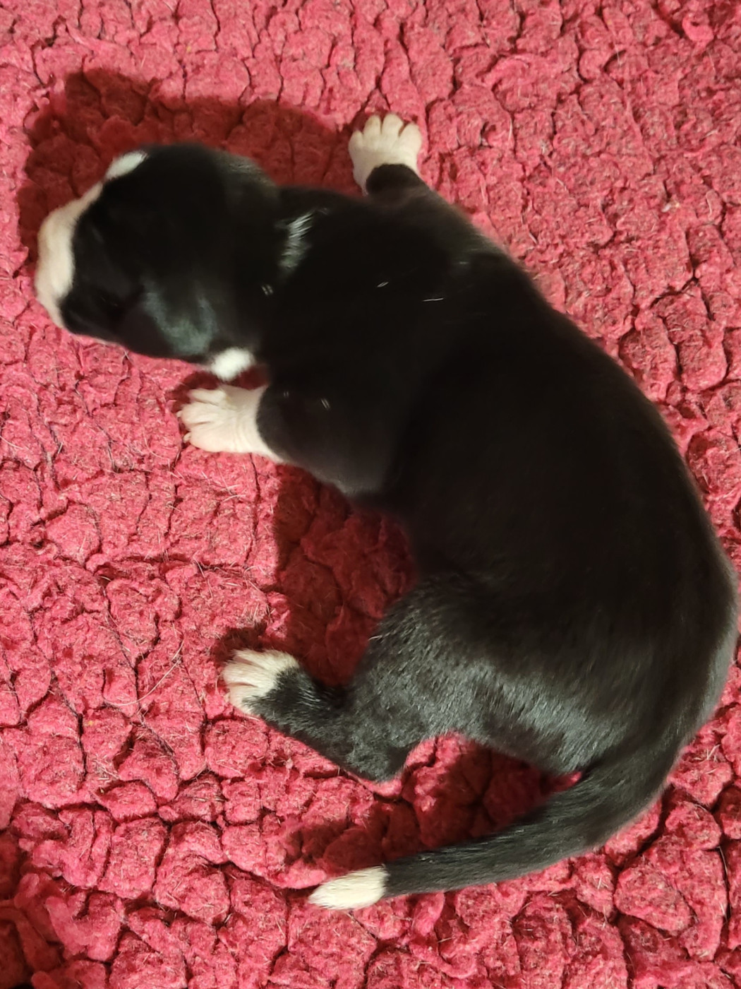 Des Terres Du Grazo - Chiots disponibles - Dogue allemand