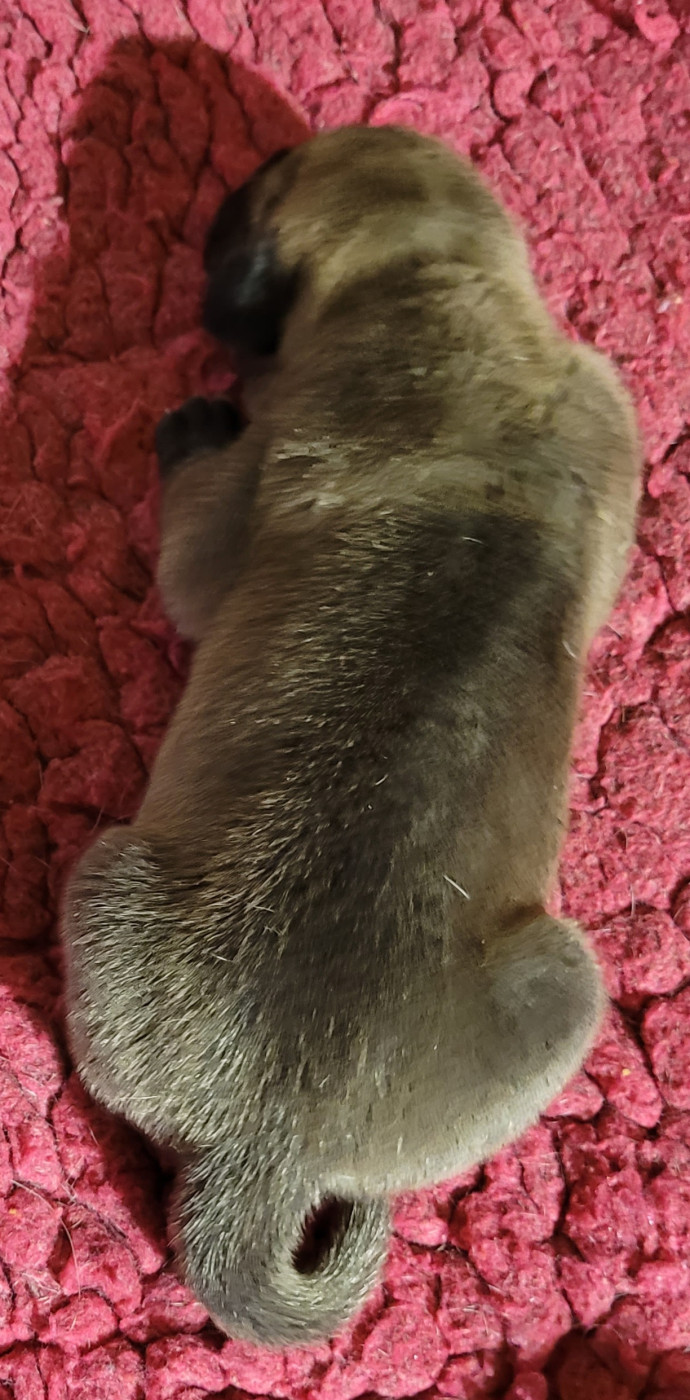 Des Terres Du Grazo - Chiots disponibles - Dogue allemand
