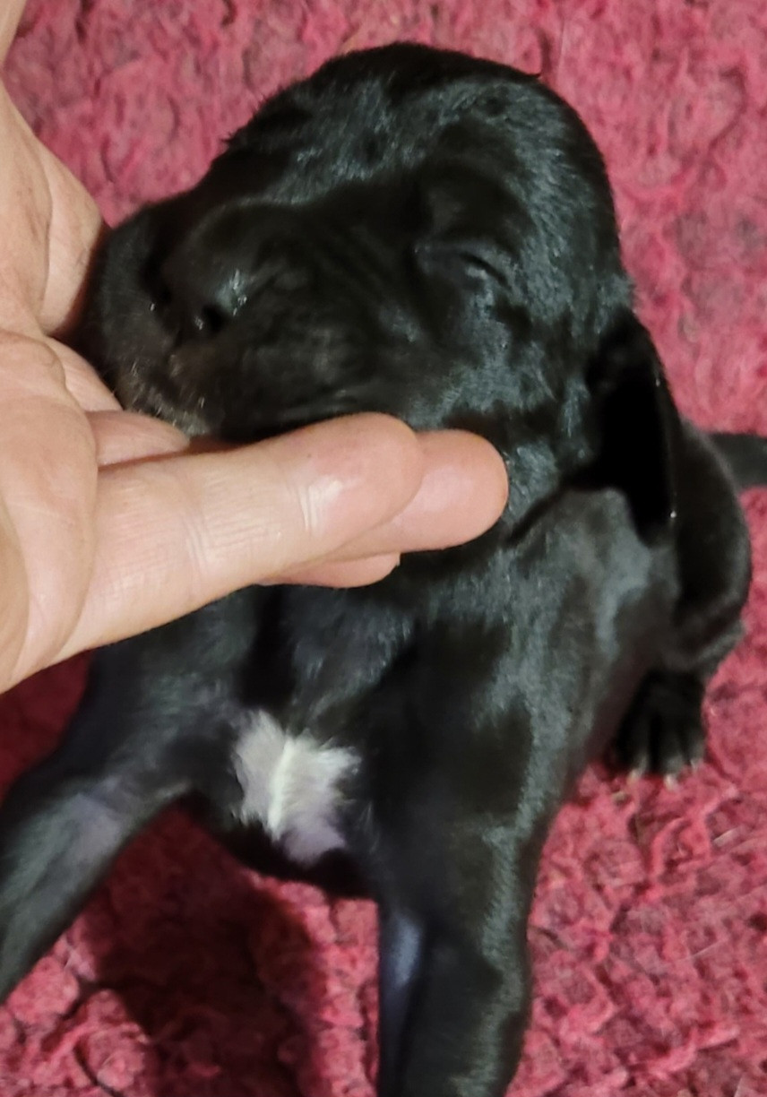 Des Terres Du Grazo - Chiots disponibles - Dogue allemand
