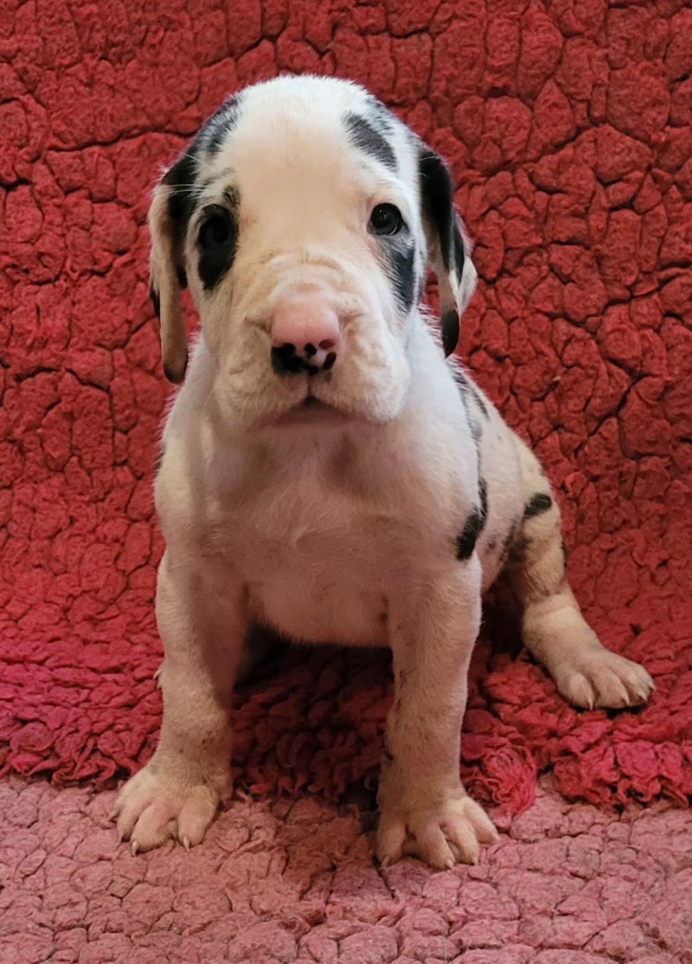 Des Terres Du Grazo - Chiots disponibles - Dogue allemand