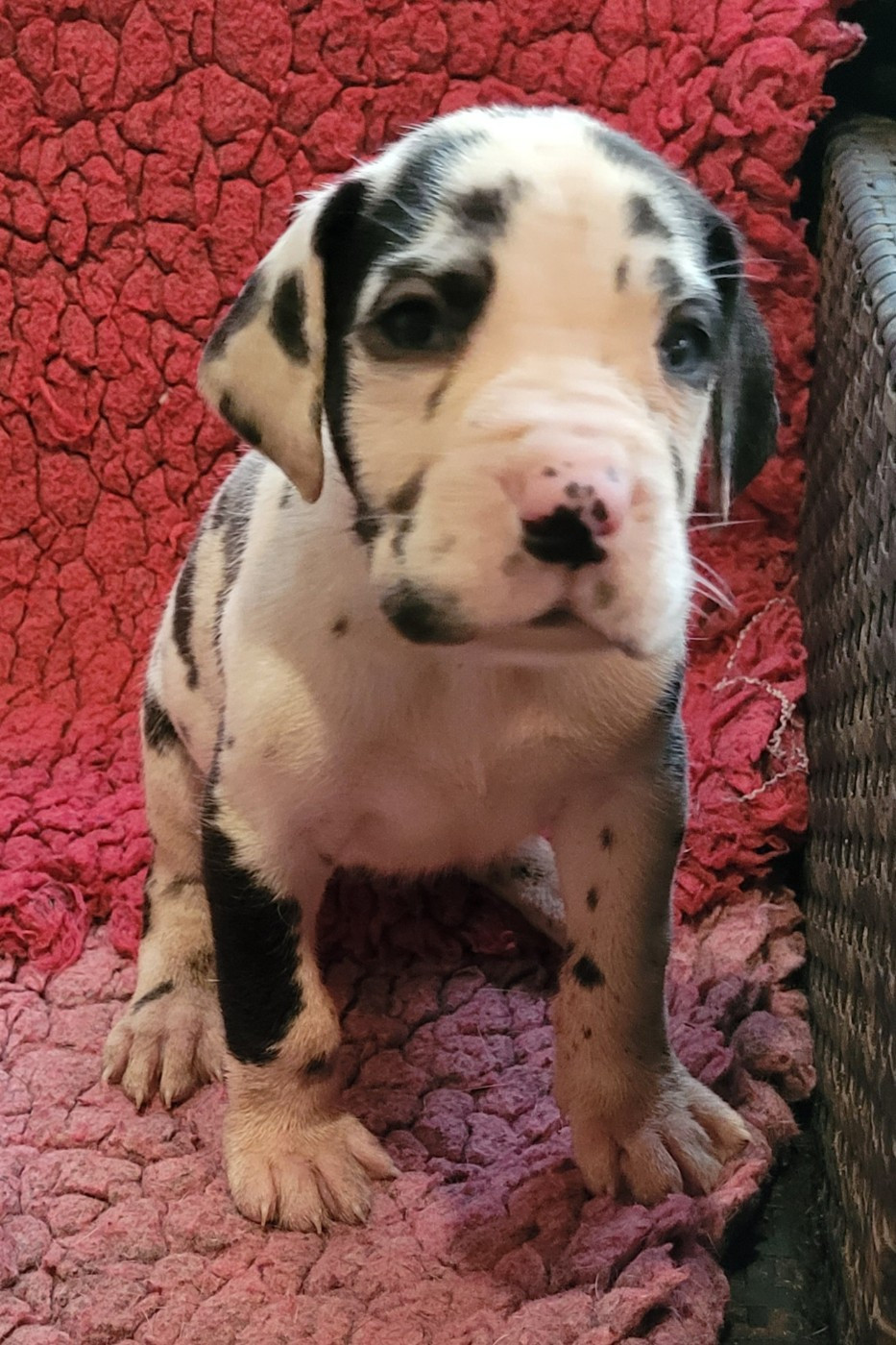 Des Terres Du Grazo - Chiots disponibles - Dogue allemand