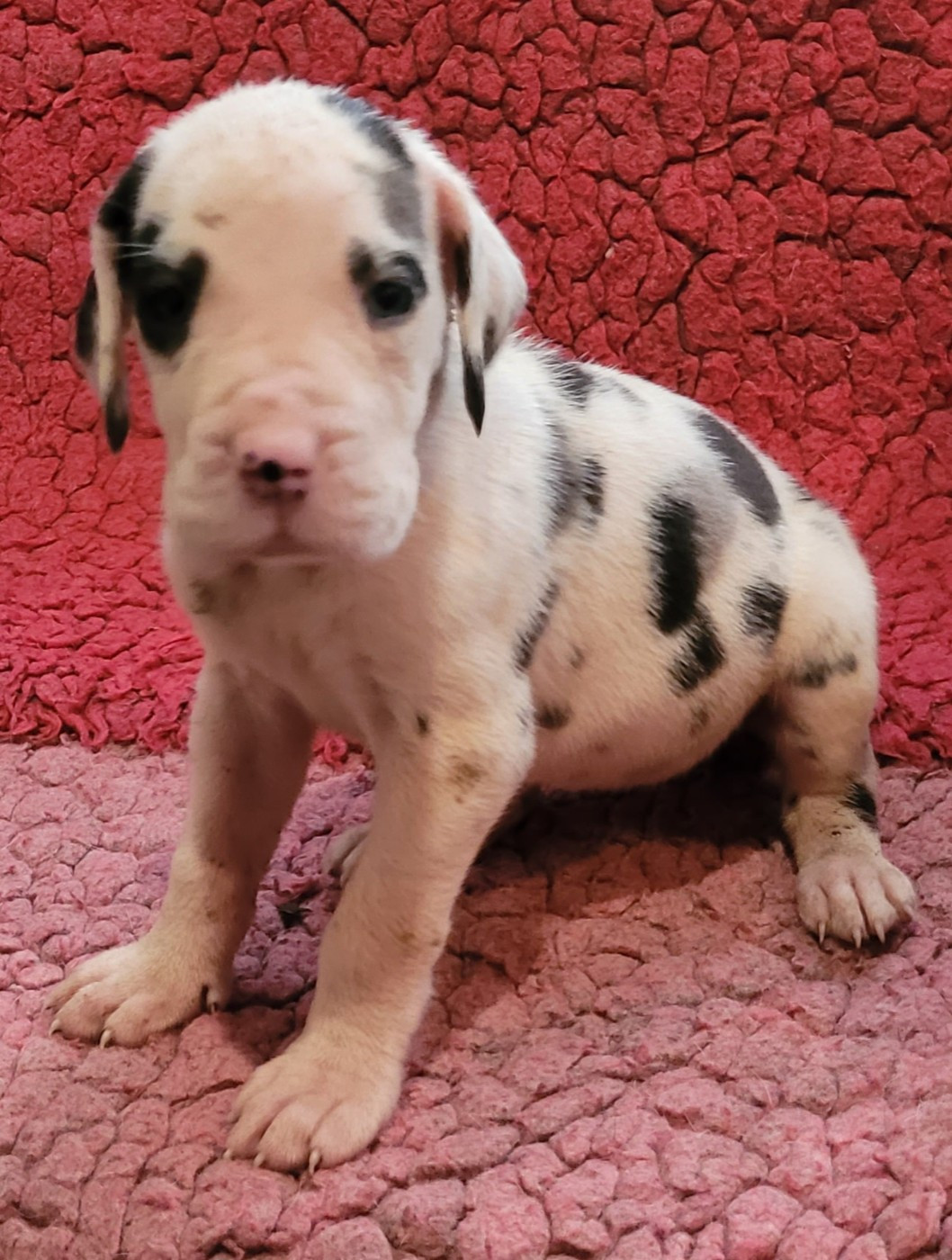 Des Terres Du Grazo - Chiots disponibles - Dogue allemand