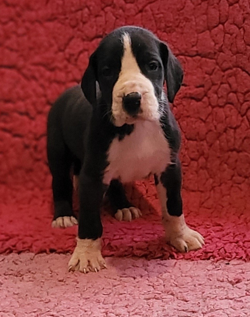 Des Terres Du Grazo - Chiots disponibles - Dogue allemand