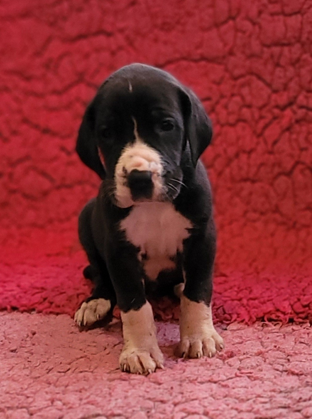 Des Terres Du Grazo - Chiots disponibles - Dogue allemand