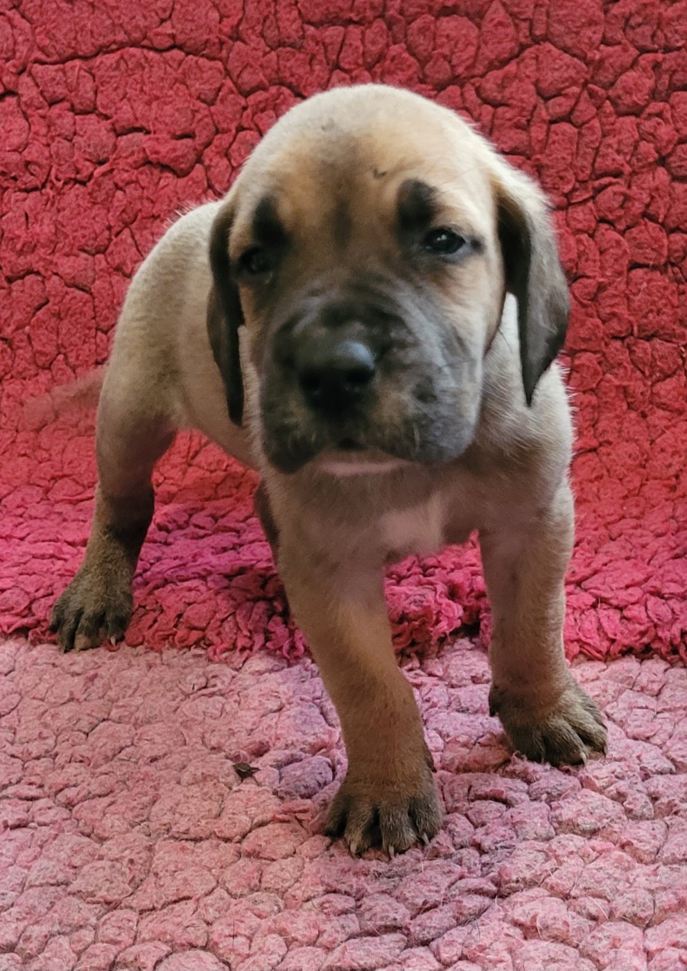 Des Terres Du Grazo - Chiots disponibles - Dogue allemand