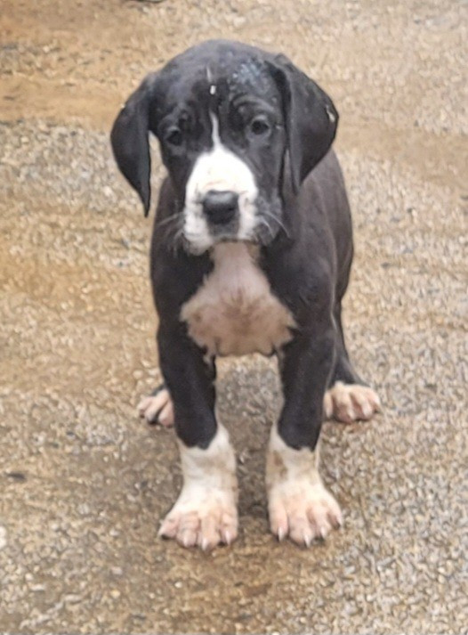 Des Terres Du Grazo - Chiots disponibles - Dogue allemand