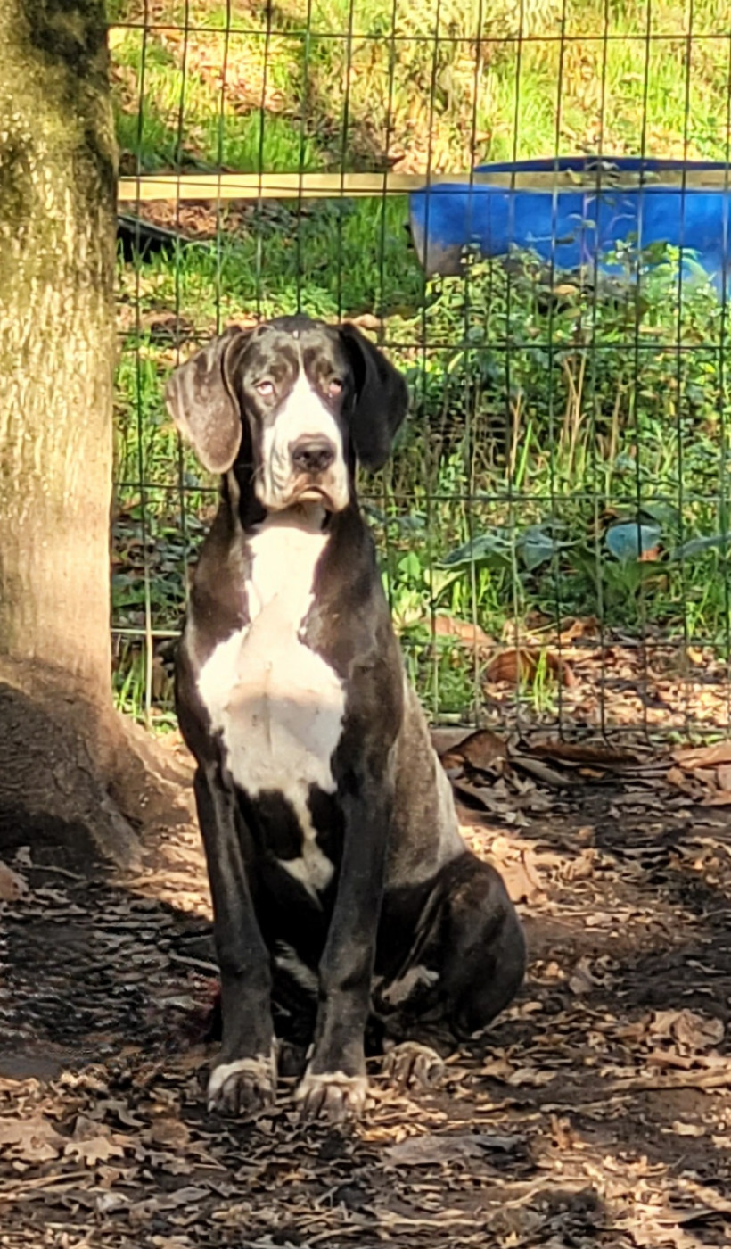 Des Terres Du Grazo - Chiots disponibles - Dogue allemand