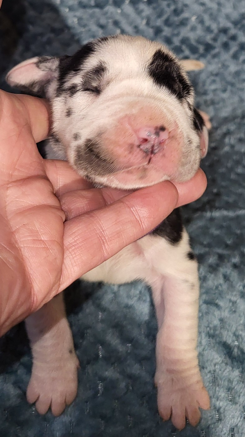 Des Terres Du Grazo - Chiots disponibles - Dogue allemand