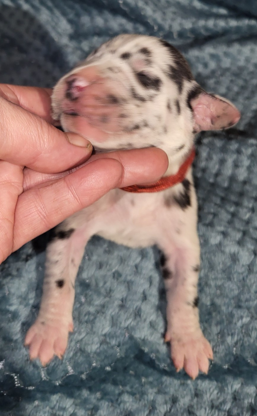 Des Terres Du Grazo - Chiots disponibles - Dogue allemand