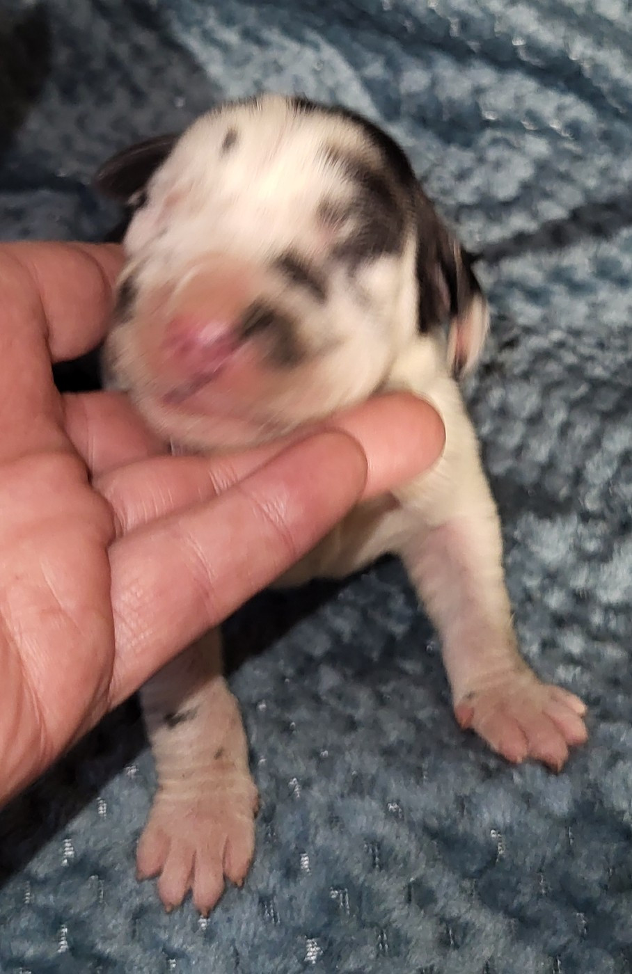 Des Terres Du Grazo - Chiots disponibles - Dogue allemand