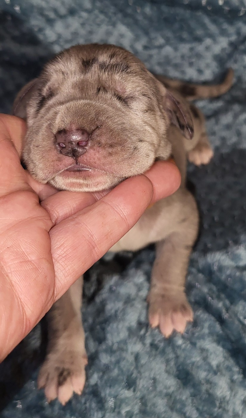 Des Terres Du Grazo - Chiots disponibles - Dogue allemand