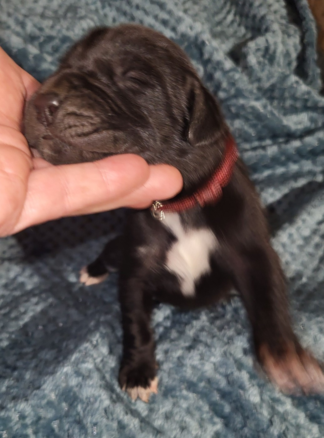 Des Terres Du Grazo - Chiots disponibles - Dogue allemand