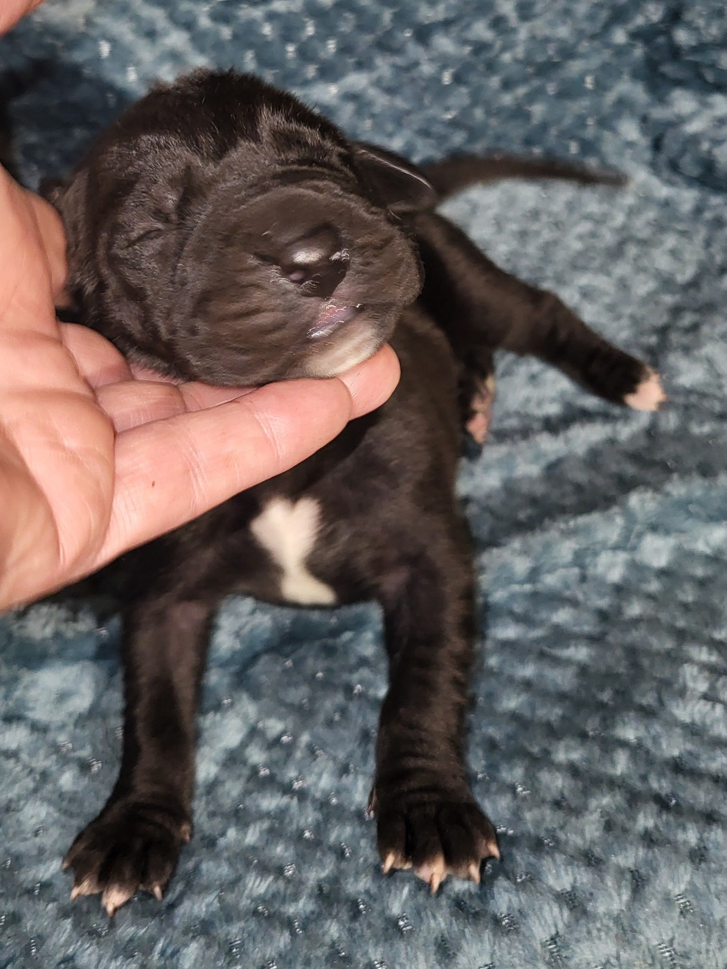 Des Terres Du Grazo - Chiots disponibles - Dogue allemand