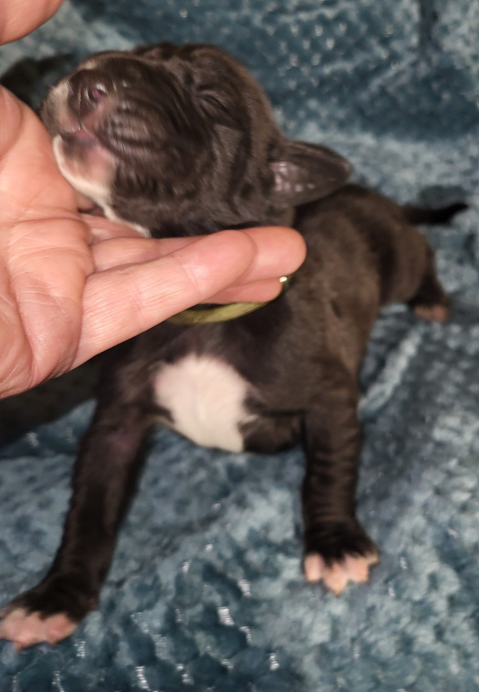 Des Terres Du Grazo - Chiots disponibles - Dogue allemand